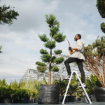 Essential Tree Care and Maintenance for Commercial Properties