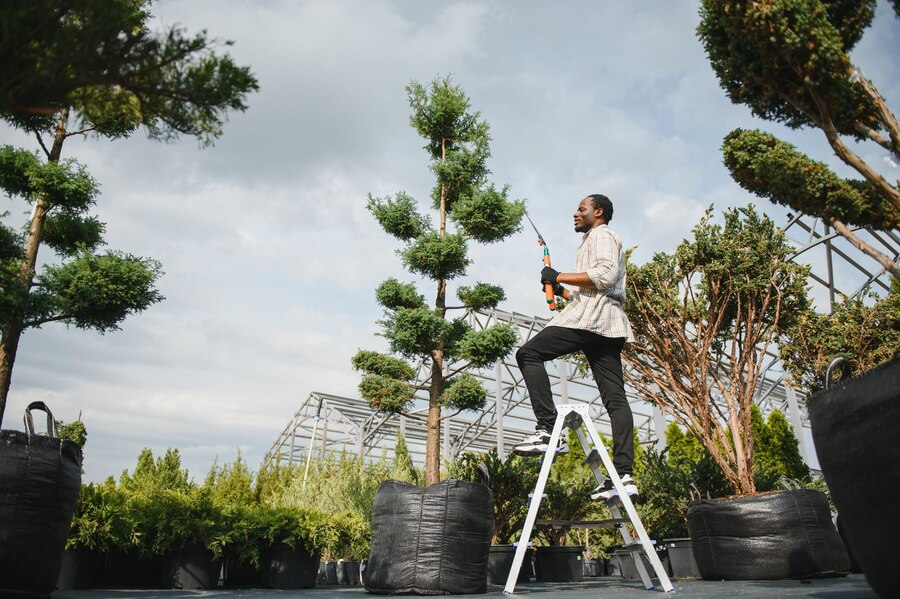 Essential Tree Care and Maintenance for Commercial Properties